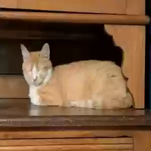 /images/pets/original/2185784_56375_cat pic 2.jpg
